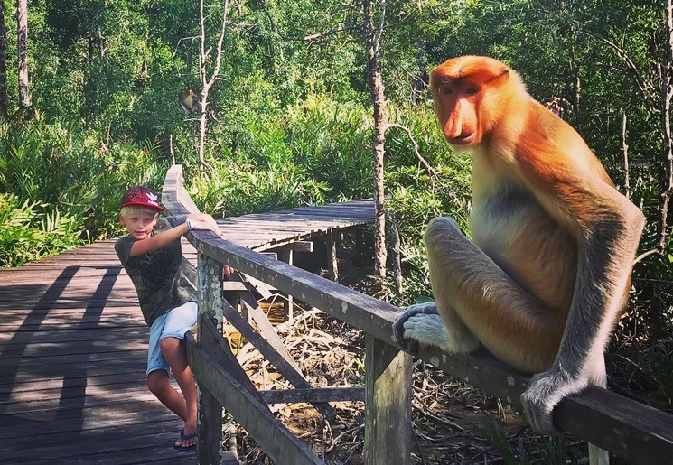 Neusapen spotten in Borneo met je kinderen