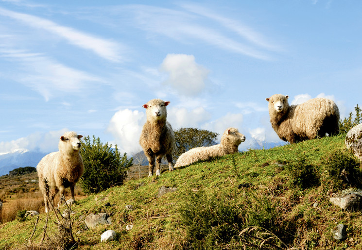 Schapen op het land in Nieuw-Zeeland