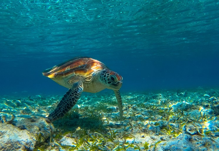 Spot zeeschildpadden bij Lombok Spot zeeschildpadden bij Lombok