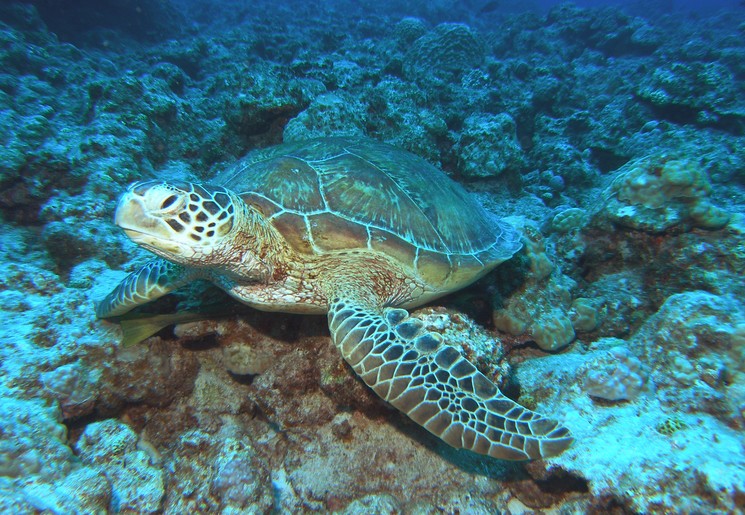Schildpad bij Okinawa Schildpad bij Okinawa