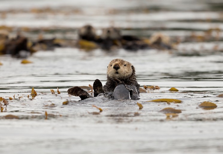 Zee otters in Canada