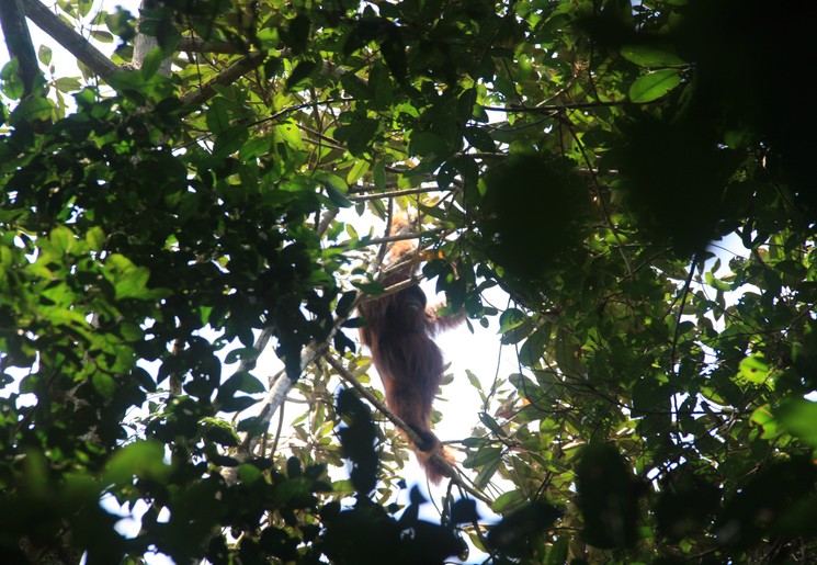 Orang-oetan in Sebangau NP, Kalimantan