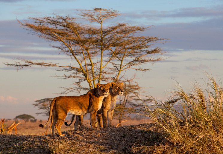 Leeuwen spotten in de Serengeti, Tanzania
