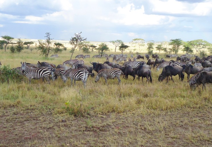 Zebra's en gnoes tijdens de migratie in Tanzania Zebra's en gnoes tijdens de migratie in Tanzania