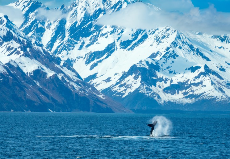Walvis en spectaculair landschap tijdens je cruise vanuit Seward, Alaska, Amerika