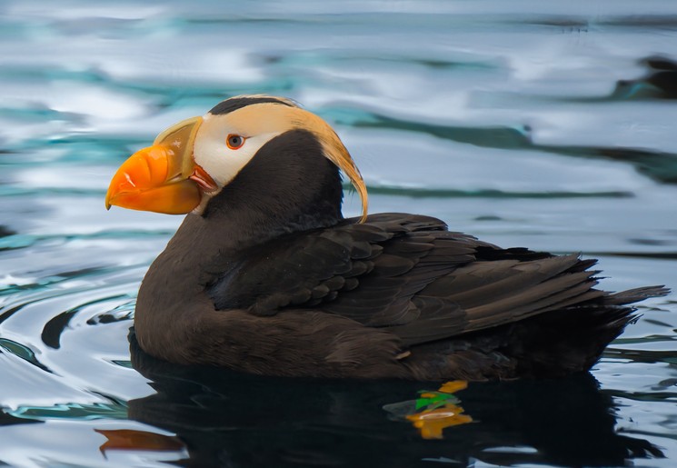 Papegaaiduiker bij Seward, Alaska, Verenigde Staten