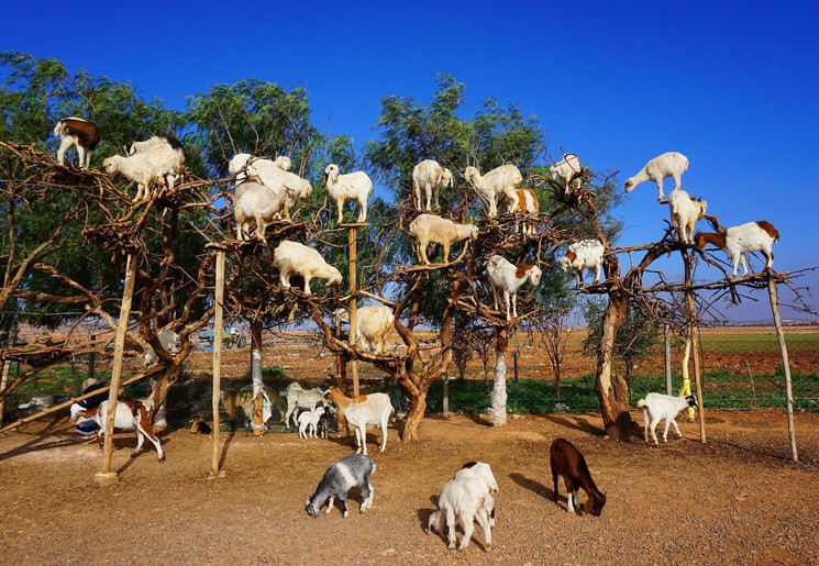 Geitjes klimmen in de bommen op zoek naar de lekkerste blaadjes van de Argan-boom Geitjes klimmen in de bommen op zoek naar de lekkerste blaadjes van de Argan-boom