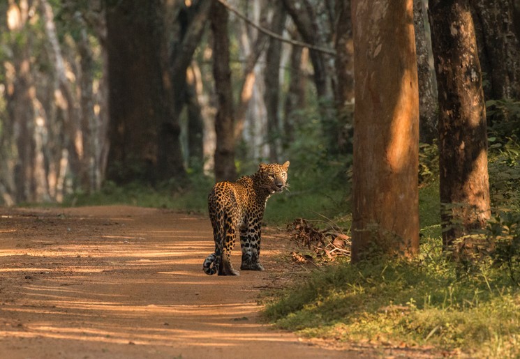 Een luipaard bij Yala National Park, Sri Lanka