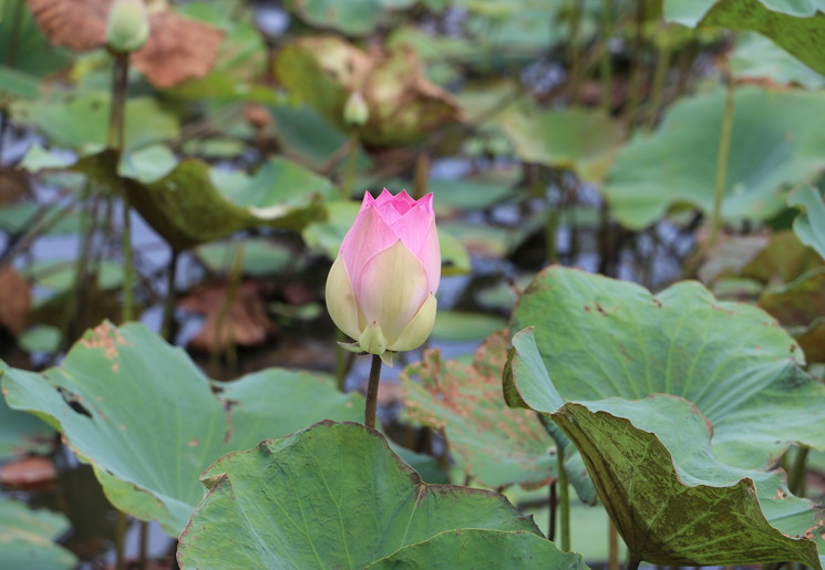 Prachtige lotusbloemen