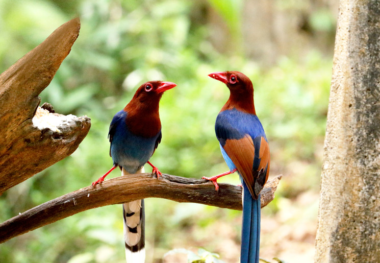 Sinharaja Rainforest