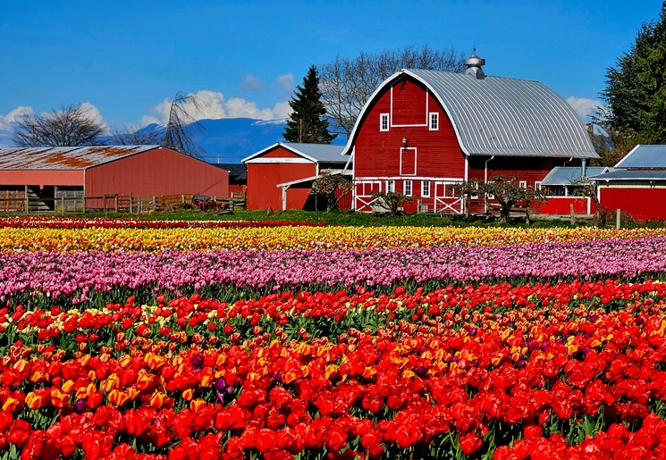 Tulpen in de Skagit Valley, Verenigde Staten
