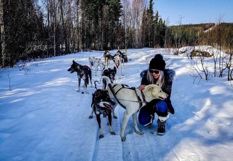Husky's trekken slee door de sneeuw, Alaska, Amerika Husky's trekken slee door de sneeuw, Alaska, Amerika