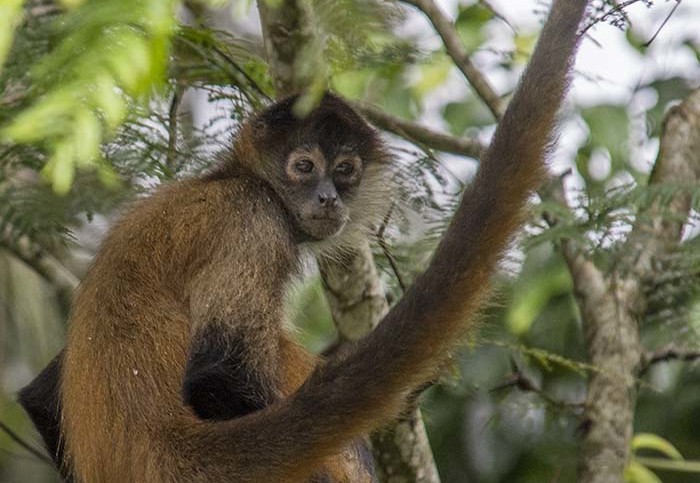 Slingerapen in Cano Negro, Costa Rica