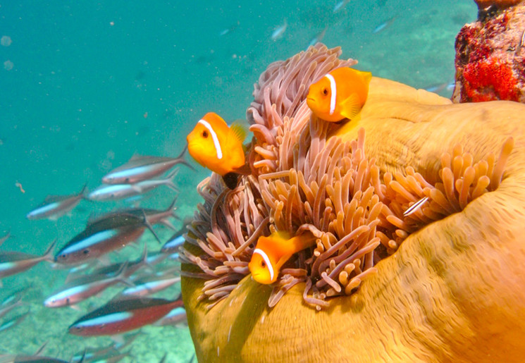 Snorkelcruise-01-1(3)