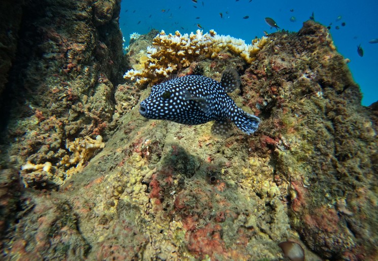 Snorkelen Cano Island
