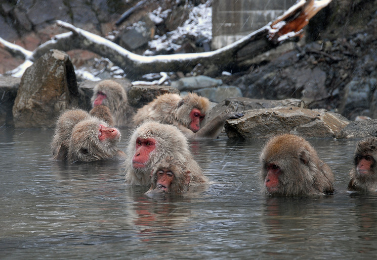 Japanse makaken genieten van de warmte in de Onsen in Yudanaka, Japan