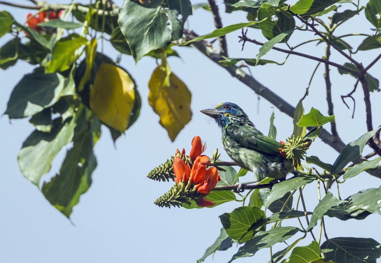 Vogels in de omgeving van Ella