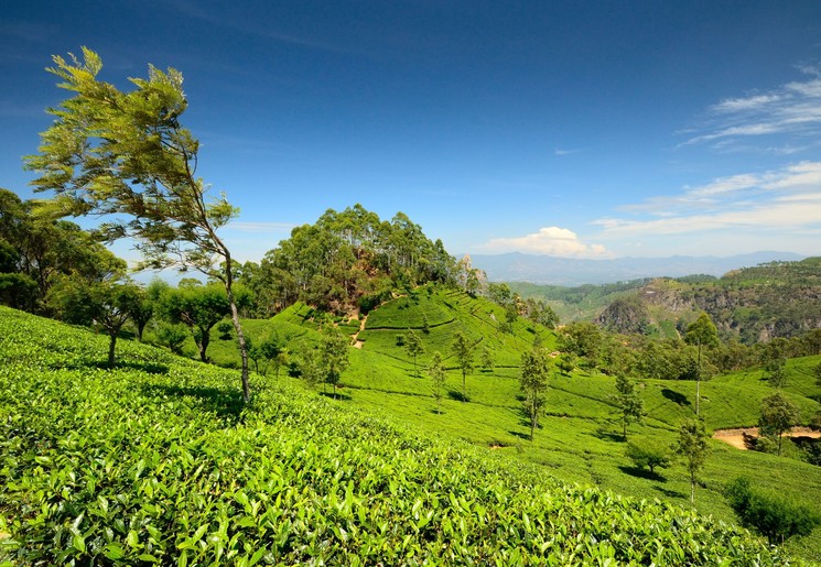 Wandel door de landelijke omgeving van Kandy, Sri Lanka