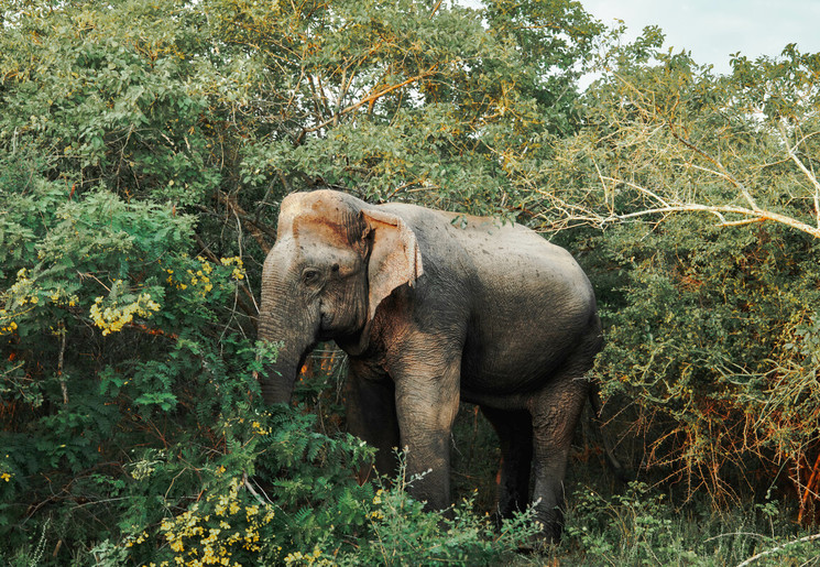 Olifant in National Park, Sri Lanka