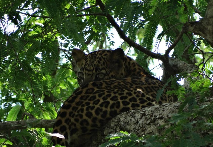 Yala National Park luipaard in de boom