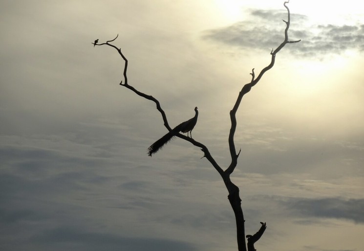 Yala National Park vogel in de boom