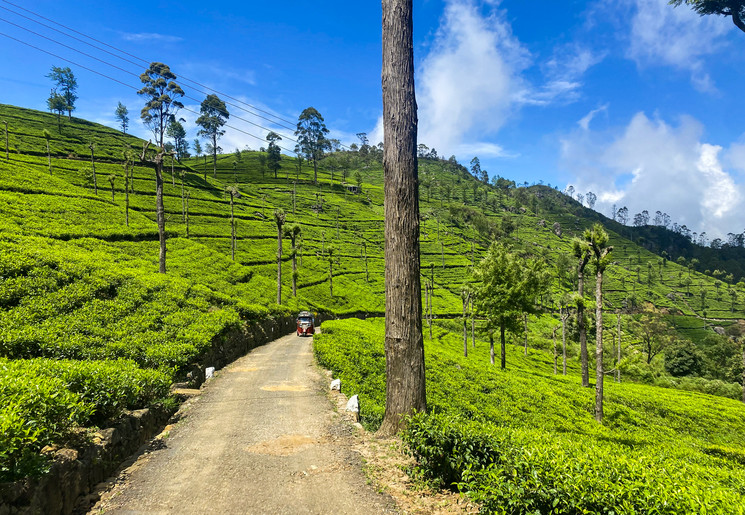 Bandarawela theevelden in Sri Lanka