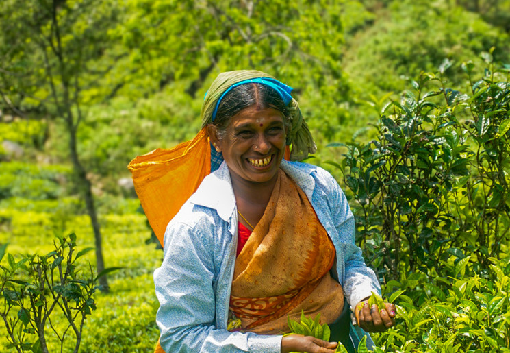 Theeplukster in Bandarawela, Sri Lanka, Azië