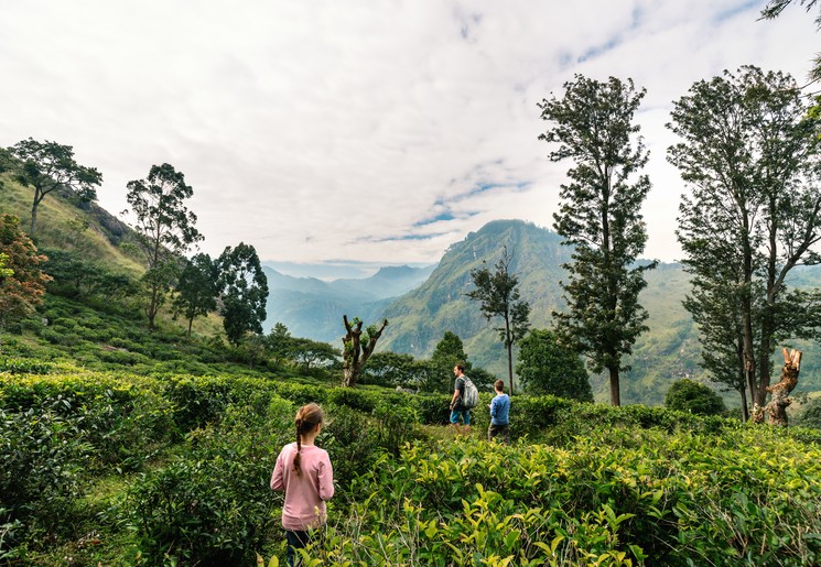 Theeplantages nabij Ella, Sri Lanka