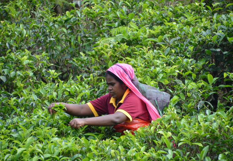 Theeplukster aan het werk in Nuwara Eliya