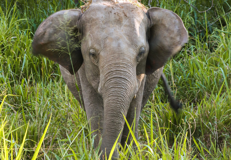 Olifant in Hurulu NP, Sri Lanka