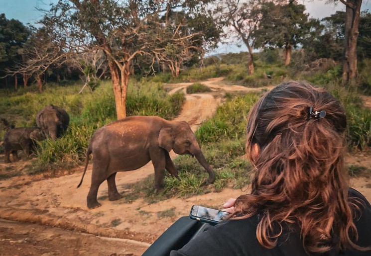 Oog in oog met een olifant tijdens een safari