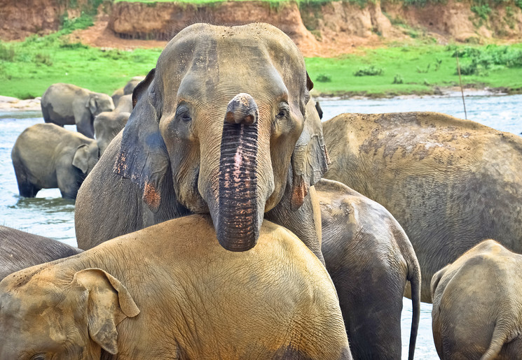 Olifant in Minneriya NP, Sri Lanka