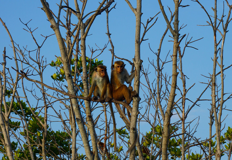 Boottocht in Negombo met aapjes