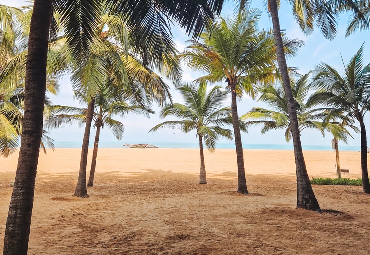 Palmbomen langs het strand van Negombo