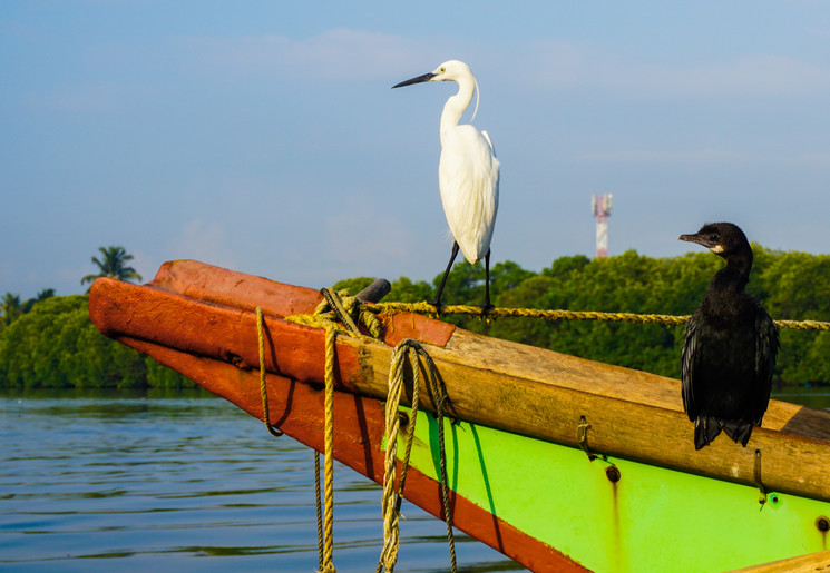 Witte reiger en aalscholver in Negombo, Sri Lanka