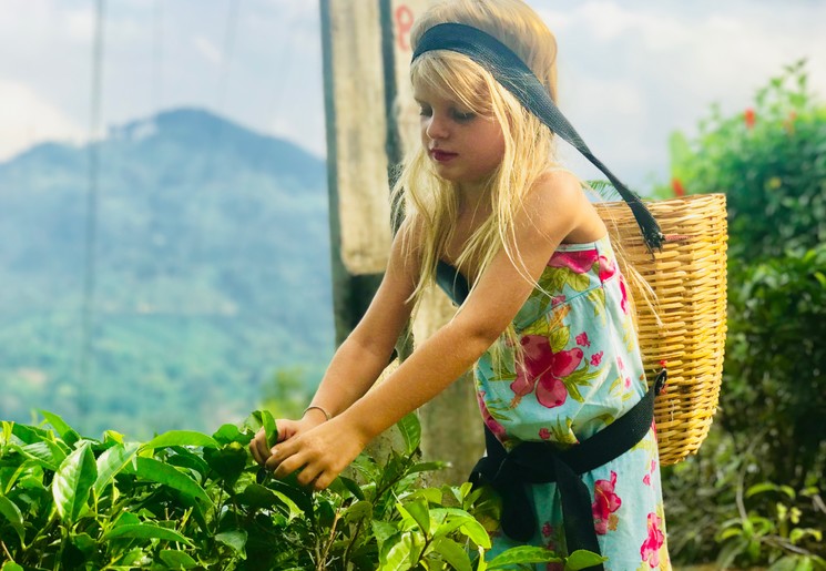 Meisje helpt mee met het plukken van de theeblaadjes in Nuwara Eliya.