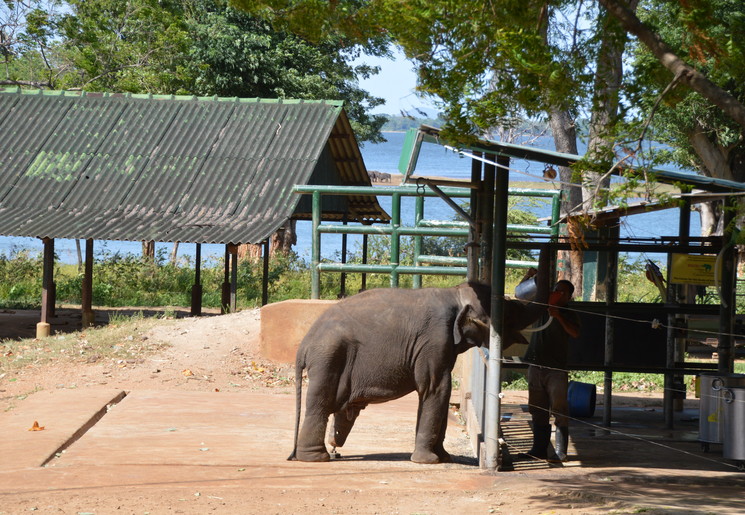 Baby olifanten worden gevoerd in Udawalawe om zo weer terug de natuur in te kunnen