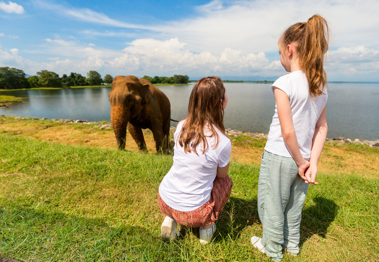 Samen olifanten bekijken bij Udawalawe National Park