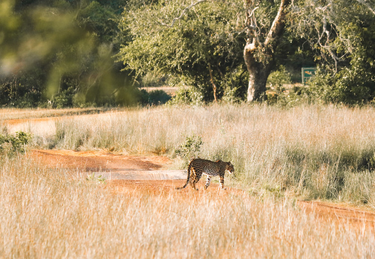 Luipaard spotten tijdens een safari in Sri Lanka