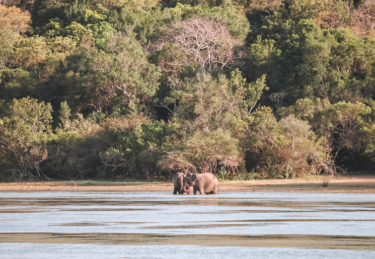 Olifanten in Wilpattu NP, Sri Lanka