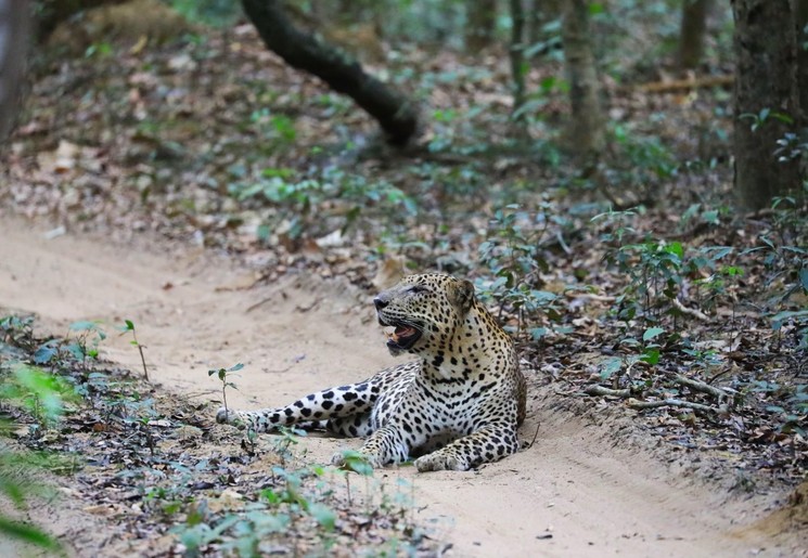Luipaarden spotten tijdens een safari in Wilpattu NP, Sri Lanka