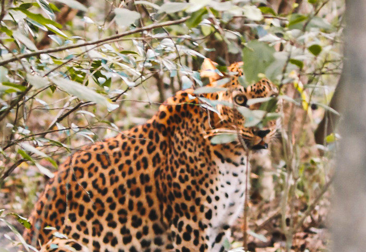 Luipaard in Wilpattu, Sri Lanka