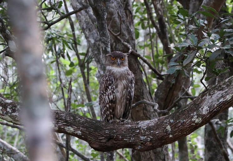 Uil in Wilpattu NP, Sri Lanka