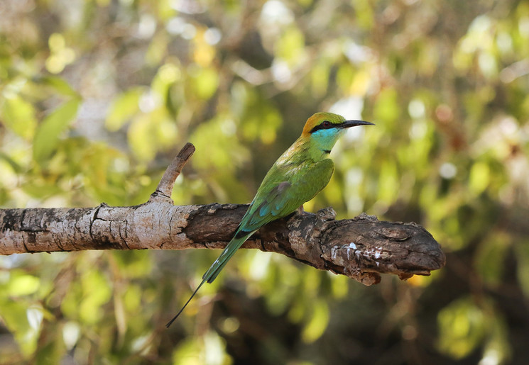 Vogel in Wilpattu NP, Sri Lanka