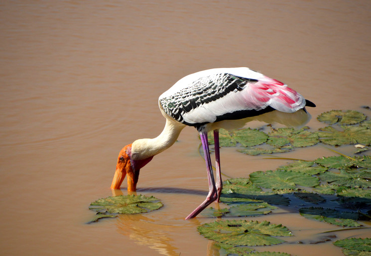 De Indische Nimmerzat in Minneriya Nationaal Park