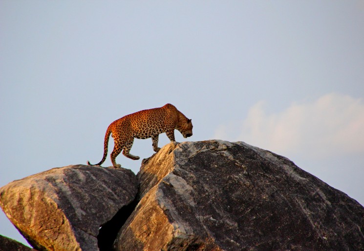 Luipaard in Yala National Park, Sri Lanka