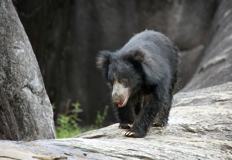 Lippenbeer op pad in het Yala National Park in Sri Lanka