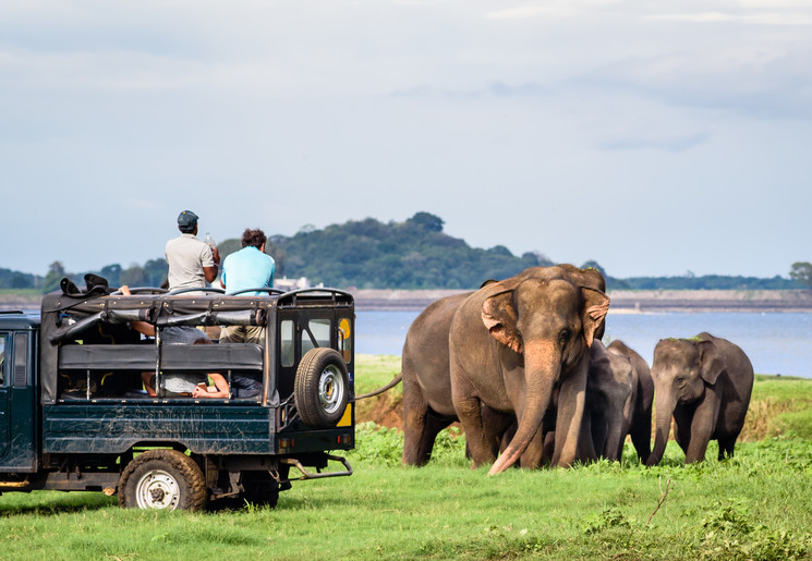 Op safari in Yala National Park spot je olifanten