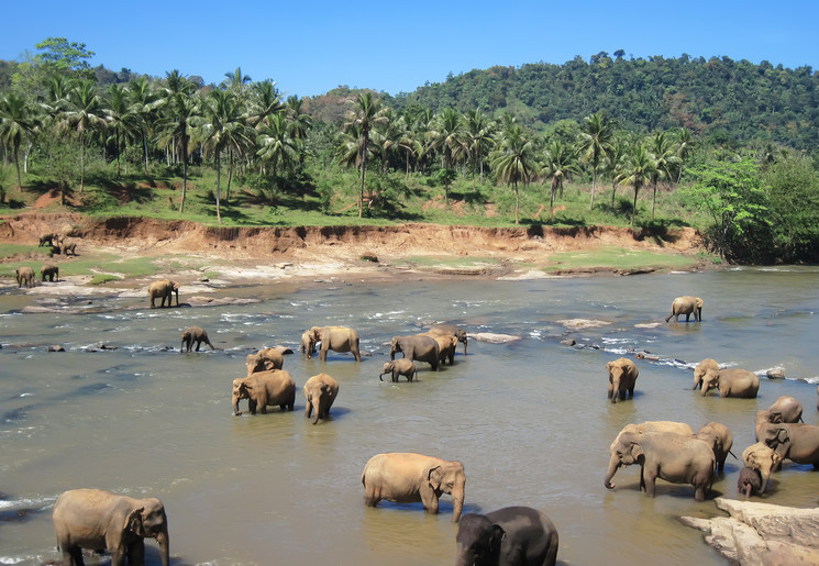 Olifanten in de rivier bij Yala National Park, Sri Lanka