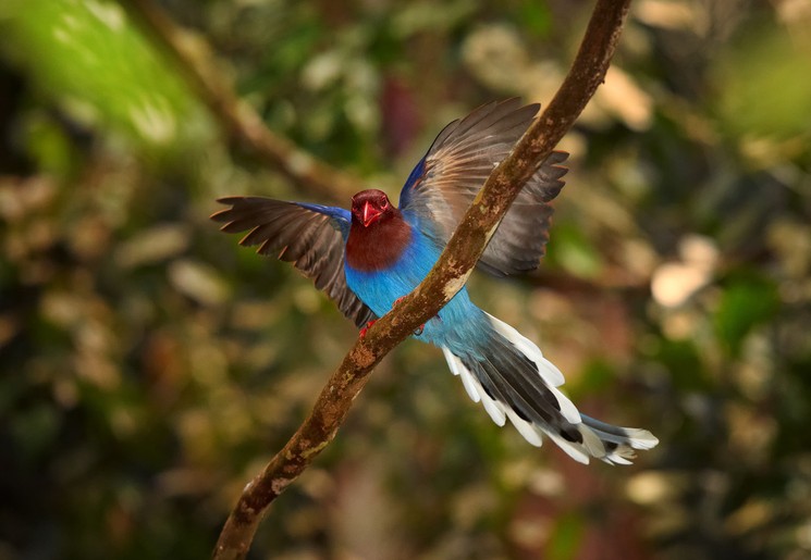 Vogels spotten in Sri Lanka